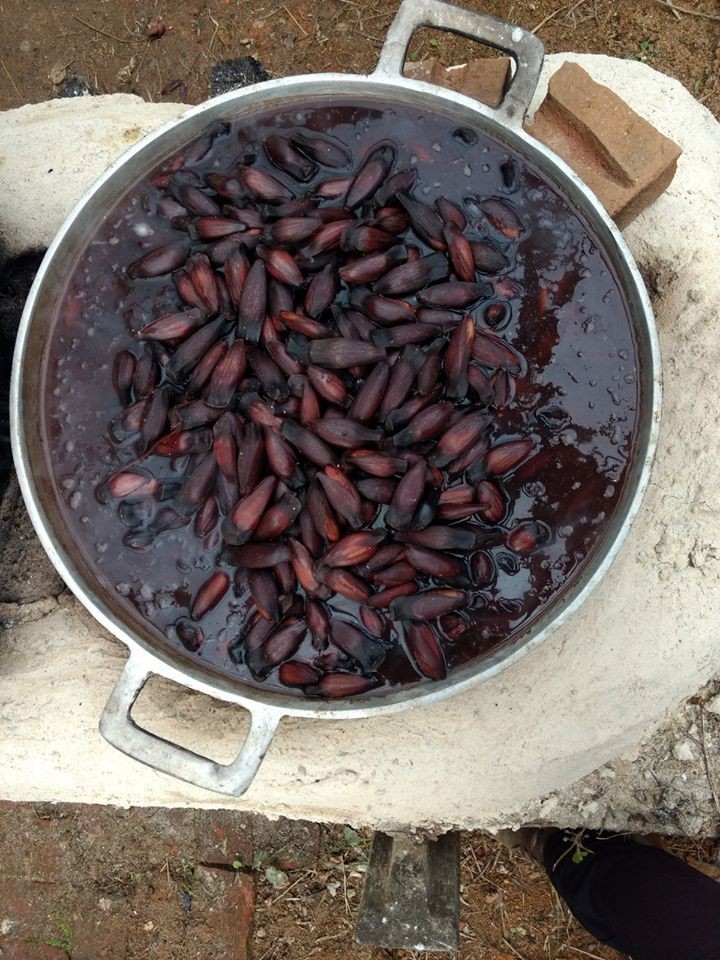 É festa de pinhão: os benefícios e a rica história desse alimento